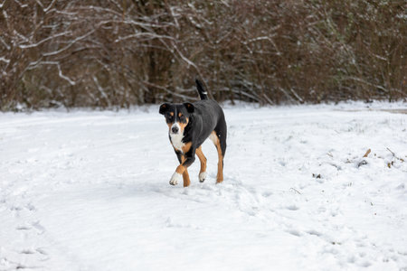 Cute (appenzeller sennenhund) dog walk in the snowの写真素材
