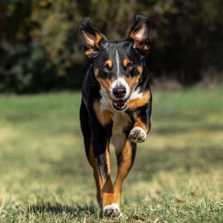 happy dog is running with flappy ears, Appenzeller Sennenhundの写真素材