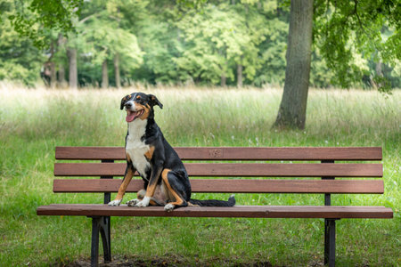 Dog is sitting in the park, appenzeller mountain dogの写真素材