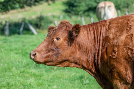 a close up on the head of a cow with flies in Germanyの写真素材
