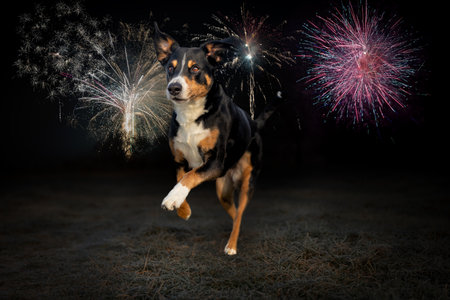 happy new year 2022 with a Dog, black and gold background.の写真素材