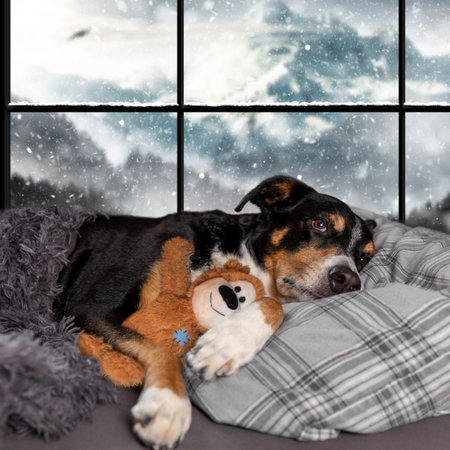 Dog is sleeping with a teddy bear in the bed. Snow in the backgroundの写真素材