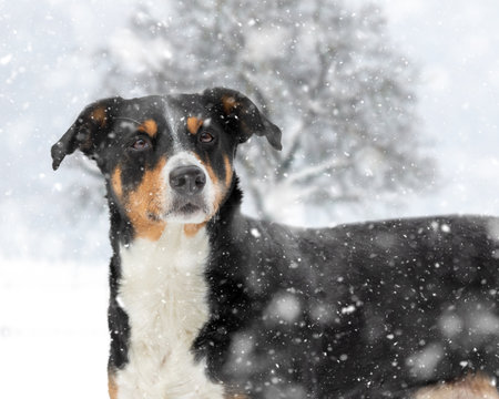 Dog is standing in the snow. Appenzell Mountain dogの写真素材