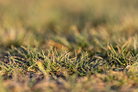 Close-up Of Grass Growing On Grassy Fieldの写真素材