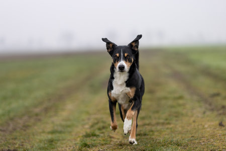 Portrait of a beautiful dog in motionの写真素材