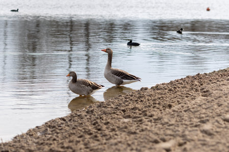 Two greylag geese swimming in a lake.の写真素材