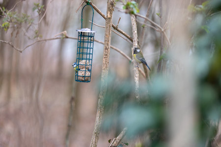 Blue tit sitting on bird feeder with fat ballsの写真素材