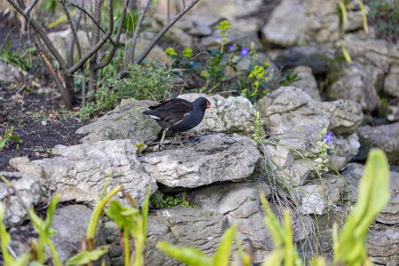 Common Moorhen or Eurasian Moorhen Standing on Rock, closeup portraitの写真素材