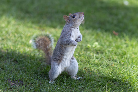 Squirrel standing on the grass in the park, looking for foodの写真素材