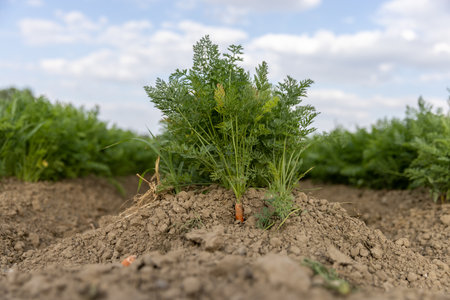 Fresh ripe carrots in her bush before harvest. Bunch of fresh carrots with greens on the ground.の写真素材
