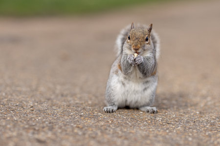 Gray squirrel standing up and looking at the camera.の写真素材