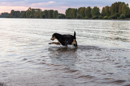 Dog is running through the water. Appenzeller Mountain Dog in action.
