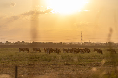 Cows grazing in a grass meadow during misty sunrise morning in ruralの写真素材