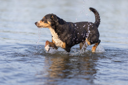 Appenzeller mountain dog jumping into water, mountain dogの写真素材