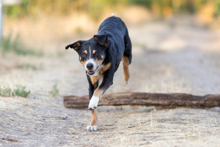 dog is jumping over a large tree trunk in the forestの写真素材