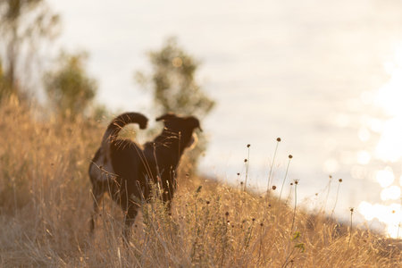 Dog in a long grass, Appenzeller mountain dog