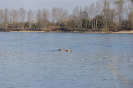 Two ducks swimming gracefully on a calm river, with a tree-lined shore in the background. The serene environment highlights the natural beauty of the wildlife and peaceful waterscape.の写真素材