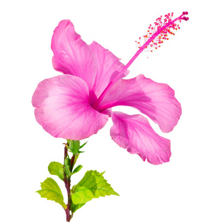 Pink lily focus pictureの写真素材