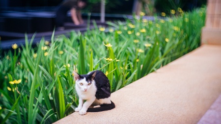 Catの素材