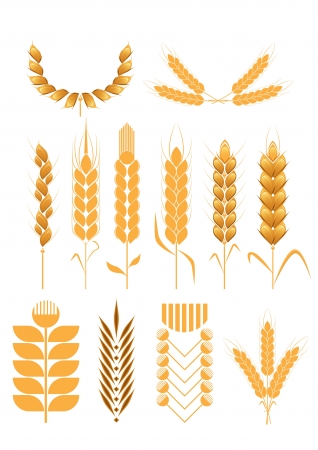 set of wheat collectionのイラスト素材