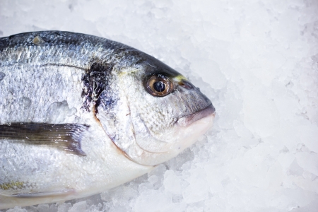 some fish dorado on a white ice backgroundの写真素材