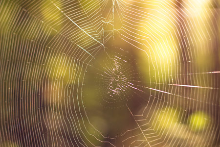 The Spider Web natural background