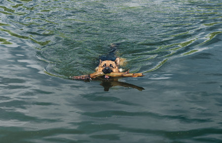 German shepherd swims in the water during the game