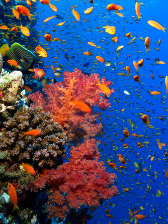 Coral Reefの写真素材