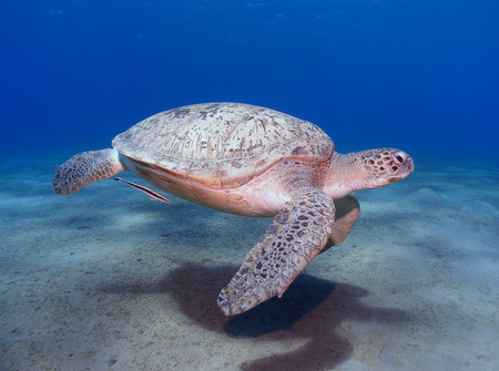 Green Sea Turtleの写真素材