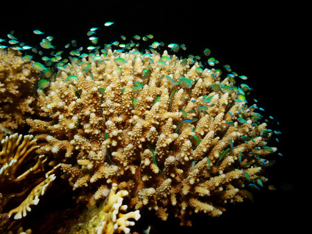 Coral reef and fish at nightの写真素材