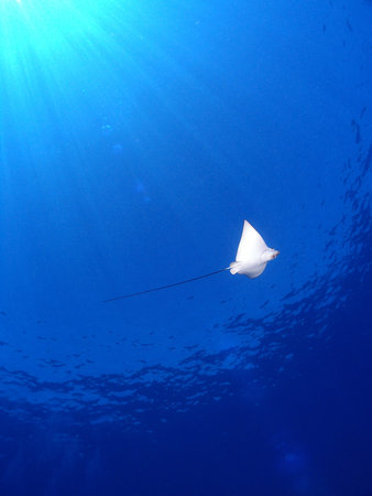 Eagle Ray from beneath, with sunshine.