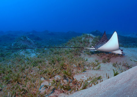 An eagle ray (aetobatis narinari) feeds on sea grass in the Red Sea.