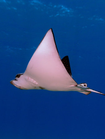 Spotted Eagle Ray in blue water