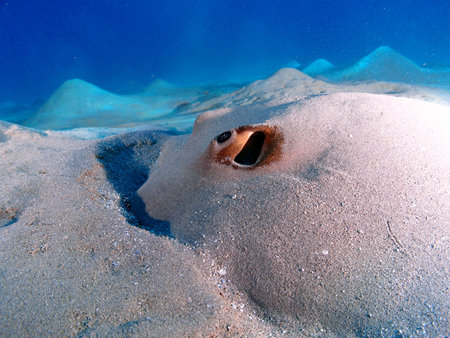 Close -up of a feathertail stingray