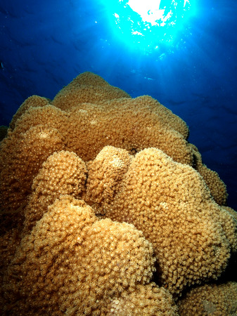 Coral and sunshine in blue waterの写真素材