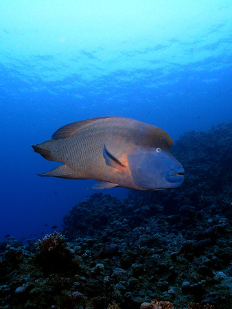 Napoleon wrasse (Cheilinus undulatus)の写真素材
