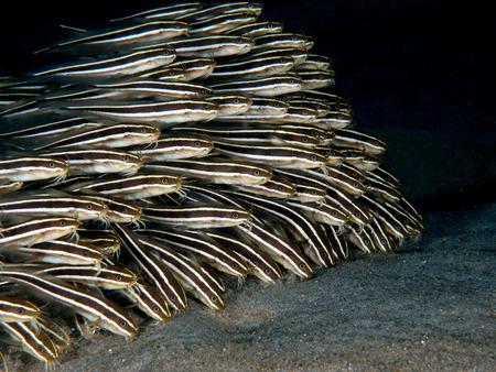 A school of striped eel catfish (plotosus lineatus) at nightの写真素材
