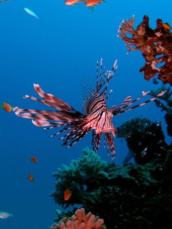 Lionfish (pterois miles) hovers beside the reefの写真素材