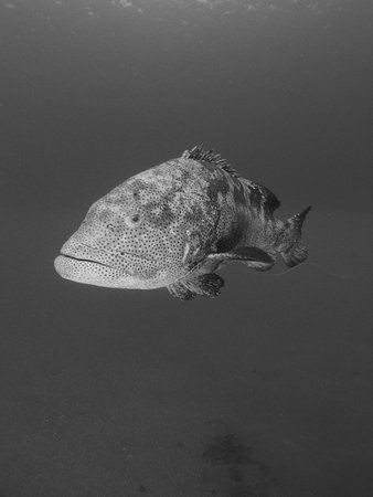 A black and white portrait of a malabar grouper