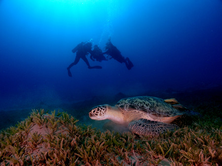 A turtle with divers silhouetted in the backgoundの写真素材