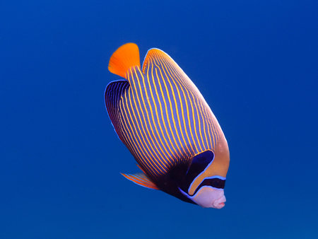 Emperor angelfish