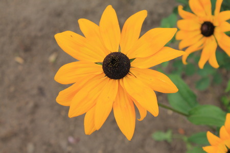 Yellow daisy resting and basking in the warm sun. yellow daisy on a light green isolated backgroundの写真素材