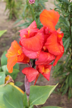 Red iris rests and basks in the warm sun. Red iris on a light green isolated backgroundの写真素材