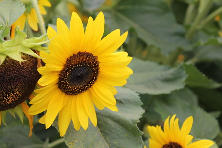 yellow sunflower is bathed in the sunshine of a summer day. Sunflower flower on an isolated green backgroundの写真素材