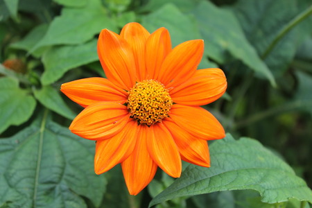 Yellow Chinese chrysontemum flower rejoices summer. flower Chinese yellow chrysontemus on an isolated green backgroundの写真素材
