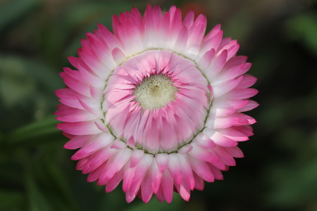 Pink Zenia meets the dawn in the city park. Zinnia flower on an isolated backgroundの写真素材