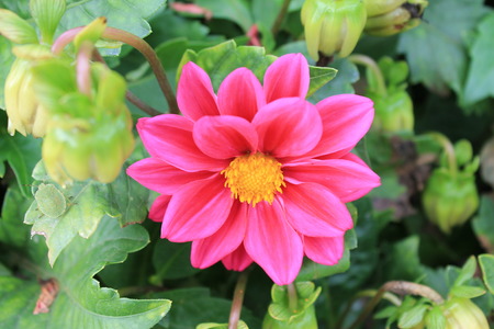 bright royal chrysatems smiles at the sun. Chrysatema Flower on Isolated Backgroundの写真素材