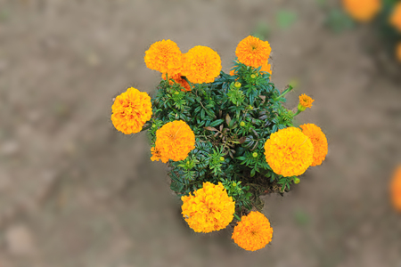 .A bush of orange carnations smiles at the sun. A bush of orange carnations on an isolated backgroundの写真素材