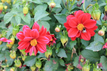 Two bright chrysontemum invite friends to the ball. Chrysontemum flowers on isolated backgroundの写真素材