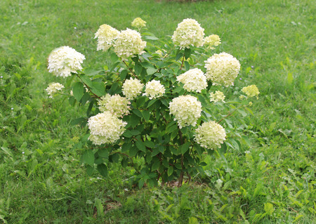 White hydrangeas are welcoming friends to the ball. White hydrangea flowers on an isolated backgroundの写真素材